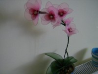 Orchidea 